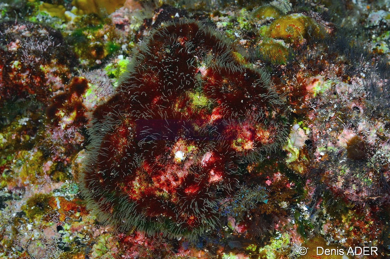 cf Podocoryne sp-Cap Vert Ilot aux oiseaux-18m-20150406-Denis-ADER-DSC_9534_tn.jpg